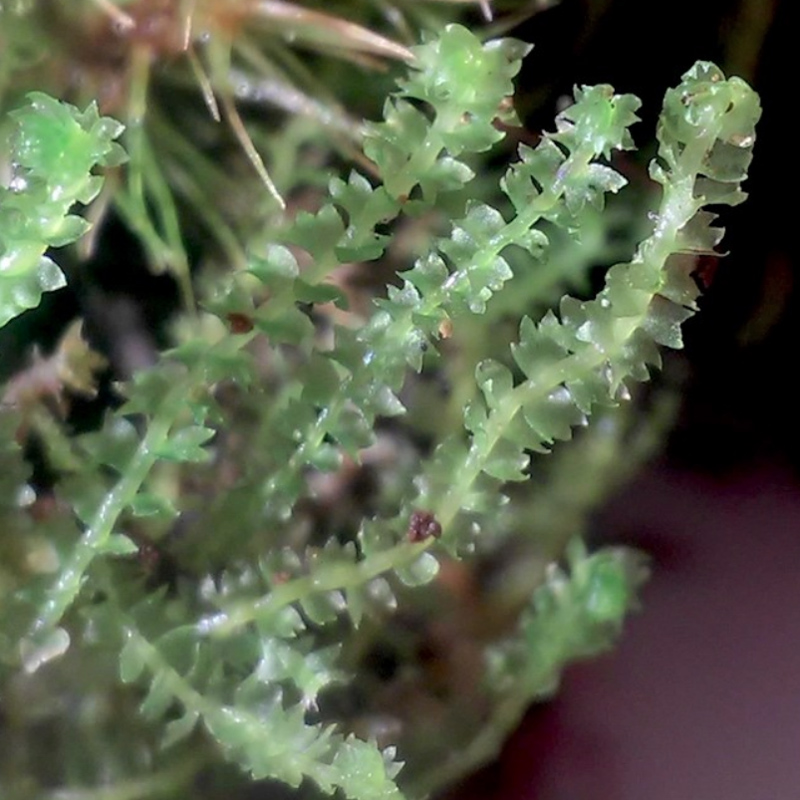 Neoorthocaulis attenuatus